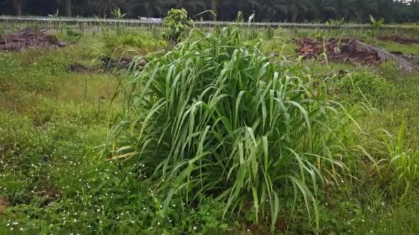 Bilder Från Klungan Långa Blady Asiatiska Gräsblad — Stockvideo