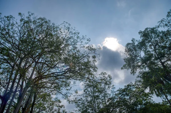 青い空を背景に木々の葉を見る — ストック写真