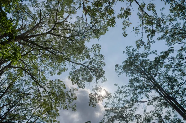 하늘을 배경으로 나뭇잎들을 올려다 — 스톡 사진