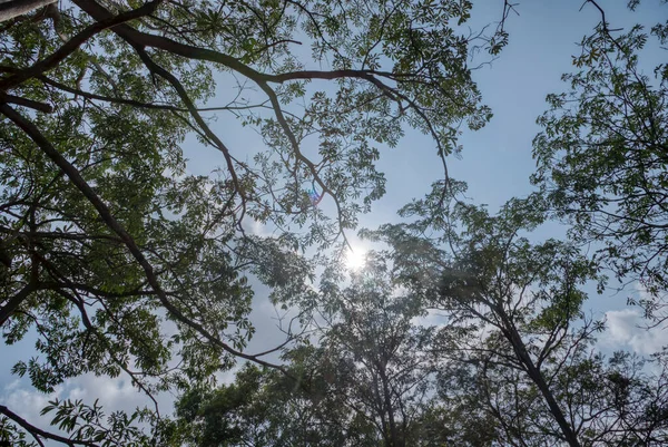 Follaje Del Árbol Búsqueda Con Cielo Fondo Azul Deslumbrante — Foto de Stock