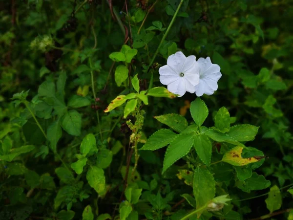 Struiken Van Wilde Witte Ochtend Glorie Bloem — Stockfoto