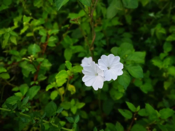Θάμνοι Από Άγριο Λευκό Λουλούδι Πρωί Δόξα — Φωτογραφία Αρχείου