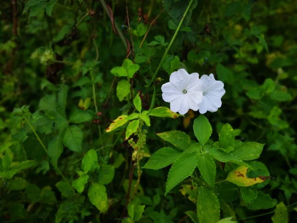 Arbustos Flor Glória Matinal Branca Selvagem — Fotografia de Stock
