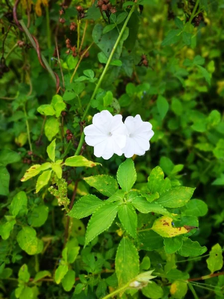 Arbustos Flor Glória Matinal Branca Selvagem — Fotografia de Stock