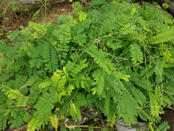 Leguminosae Pinnate Planta Escalada Folheada Verde — Fotografia de Stock