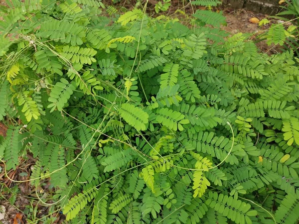 Groene Peulvruchten Pinnate Bladverliezende Klimplant — Stockfoto