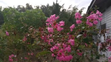 Lagerstroemia indica çiçeğinin görüntüleri.