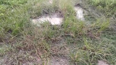 Şiddetli yağmurdan sonra çamurlu çimen yolu görüntüleri