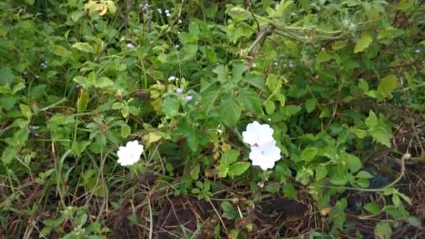 Imagens Dos Arbustos Brancos Selvagens Flor Glória Manhã — Vídeo de Stock