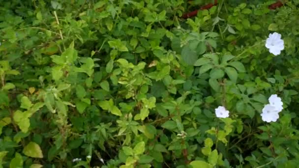 Imagens Dos Arbustos Brancos Selvagens Flor Glória Manhã — Vídeo de Stock
