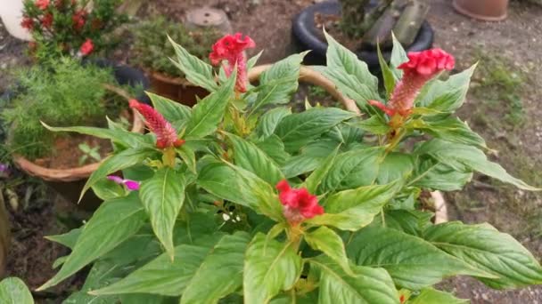 Imágenes Planta Peine Gallo Plumas Violeta — Vídeos de Stock