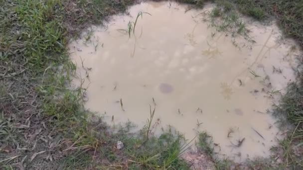 タブポールの卵のゼリーの液体と泥だらけの水たまりの映像 — ストック動画