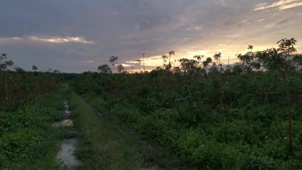 Кадры Раннего Утреннего Восхода Солнца Сельской Местности — стоковое видео