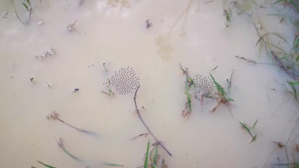 Séquences Flaque Boueuse Avec Liquide Gelée Des Œufs Tabpole — Video