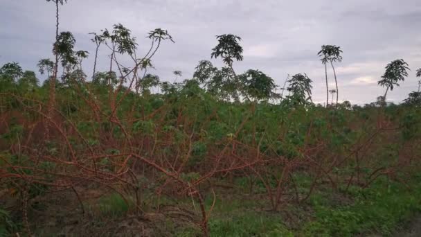 Filmszene Von Der Wilden Tapioka Farm — Stockvideo