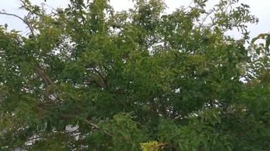 Yeşil leguminosae broşürlü tırmanış bitkisinin görüntüleri