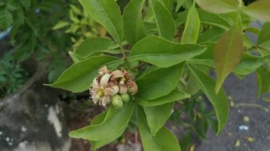 Yeşil leguminosae broşürlü tırmanış bitkisinin görüntüleri