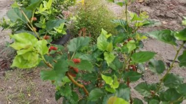 Genç dut ağacının görüntüleri..