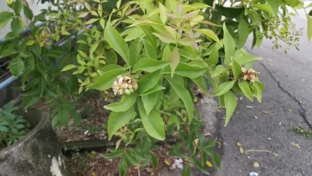 Imagens Planta Escalada Folheada Pinada Leguminosae Verde — Vídeo de Stock