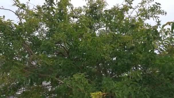 绿色豆科植物的片断 羽状叶状爬坡植物 — 图库视频影像