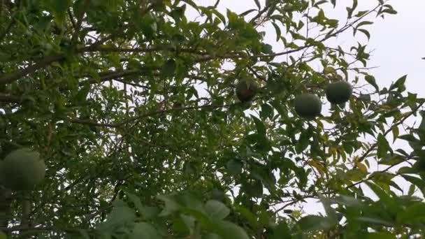 Beelden Van Groene Leguminosae Pinnate Bladverliezende Klimplant — Stockvideo