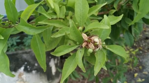 Beelden Van Groene Leguminosae Pinnate Bladverliezende Klimplant — Stockvideo
