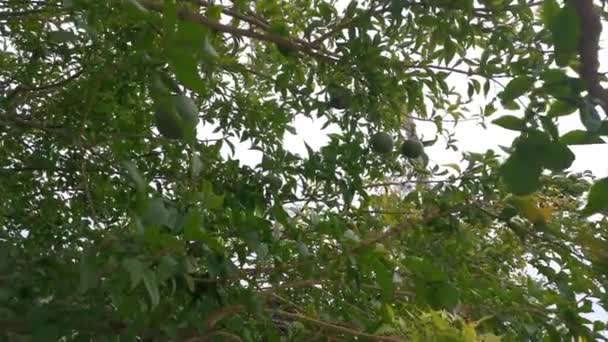 Aufnahmen Der Grünen Leguminosen Gefiederte Kletterpflanze — Stockvideo
