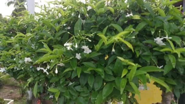 Imágenes Jazmín Agua Verde Flor Blanca — Vídeo de stock