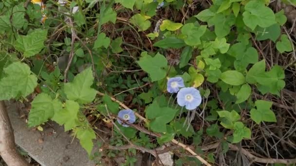 Imágenes Flor Ipomoea Purpurea Azul Claro — Vídeos de Stock