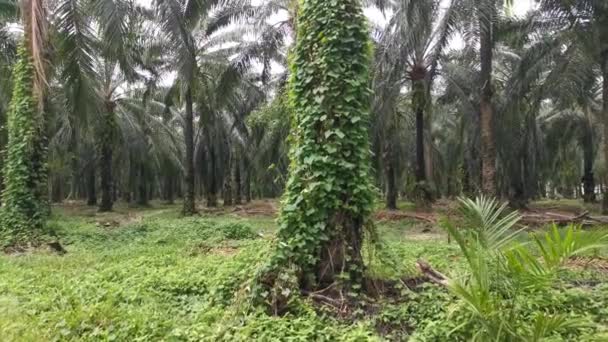 Beeldmateriaal Van Wilde Klim Twijnstokken Dode Palmstam — Stockvideo