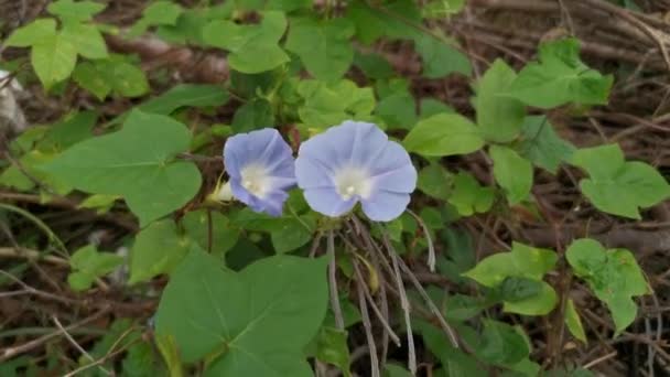 Záběry Světle Modré Květy Ipomoea Purpurea — Stock video