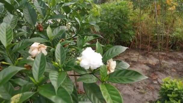 白いタベルナモンタナディバリータの花の映像 — ストック動画