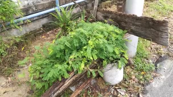 Imágenes Planta Trepadora Pinnada Leguminosas Verdes — Vídeo de stock