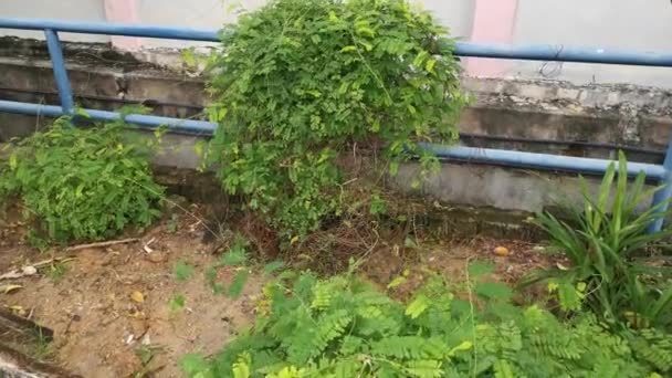 Imagens Planta Escalada Folheada Pinada Leguminosae Verde — Vídeo de Stock