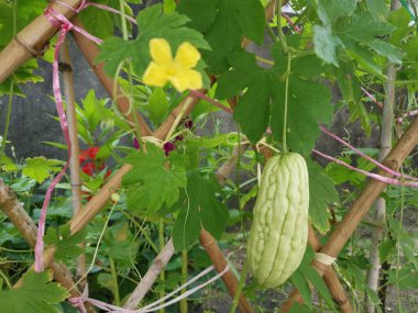 Yeşil, sert tenli, acı kabak.