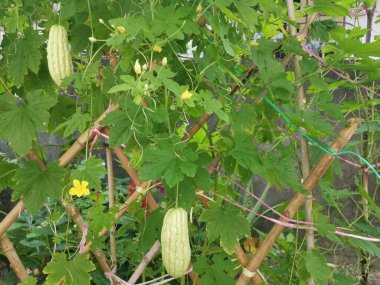 Yeşil, sert tenli, acı kabak.