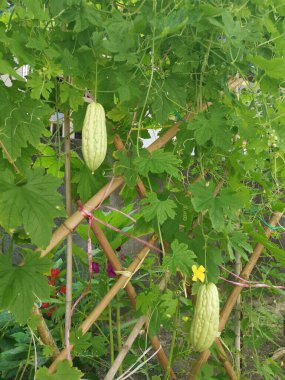 Yeşil, sert tenli, acı kabak.