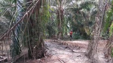 Perak, Malezya. 26 Ekim 2020: Kimliği belirsiz işçilerin Kg Koh palmiye yağı plantasyonunda toplanan veya kesilen yağ palmiyesi kümeleri.