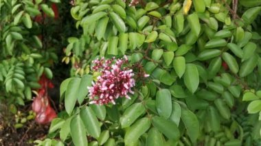 Yıldız meyve ağacı Averrhoa Carambola 'nın görüntüleri.
