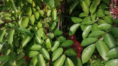 Yıldız meyve ağacı Averrhoa Carambola 'nın görüntüleri.