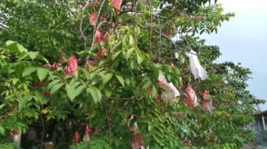 Yıldız meyve ağacı Averrhoa Carambola 'nın görüntüleri.