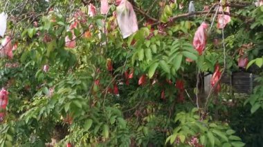 Yıldız meyve ağacı Averrhoa Carambola 'nın görüntüleri.