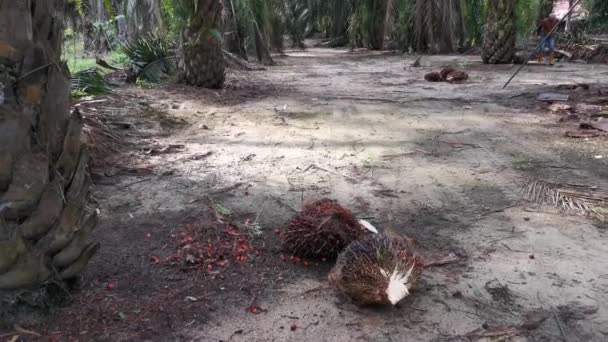 Perak Malaisie Octobre 2020 Images Travailleurs Non Identifiés Récoltant Coupant — Video