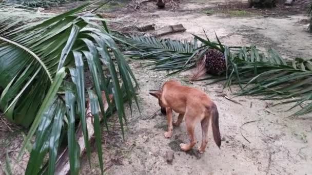 Bilder Den Herrelösa Bruna Hunden Plantagen — Stockvideo