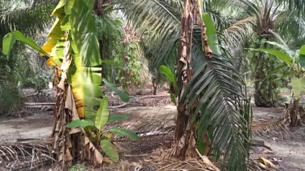 马来西亚 波拉克 2020年10月26日 在Kg Koh棕榈油种植园采集或切割棕榈油果实丛集的身份不明工人的照片 — 图库视频影像