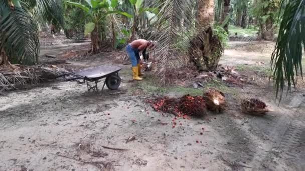 Perak Malaysia October 2020 Footage Unidentified Workers Harvesting Cutting Cluster — Stock Video