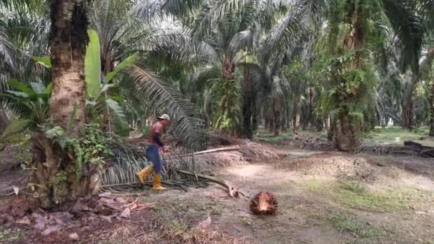 Perak Malásia Outubro 2020 Filmagem Trabalhadores Não Identificados Colhendo Cortando — Vídeo de Stock