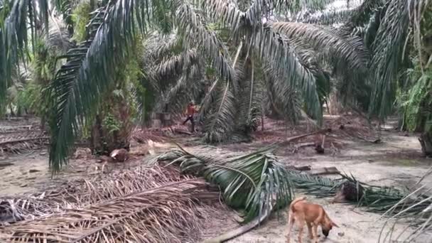 Perak Malaysia Oktober 2020 Footage Unidentified Emplovers Harvesting Cutting Cluster — Stok Video