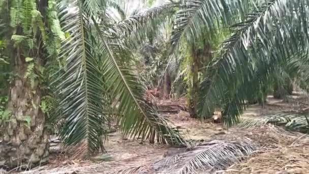 マレーシアのパーク 2020年 平成32年 10月26日 未確認労働者のオイルパーム農園での収穫 伐採状況について — ストック動画