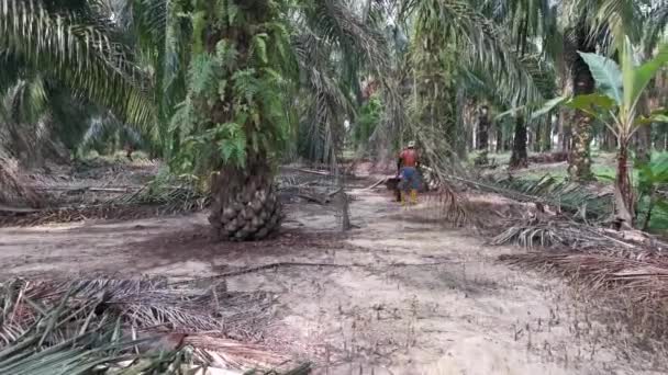 Перак Малайзія Жовтня 2020 Плантації Пальмової Олії Кох Вирізають Гроно — стокове відео